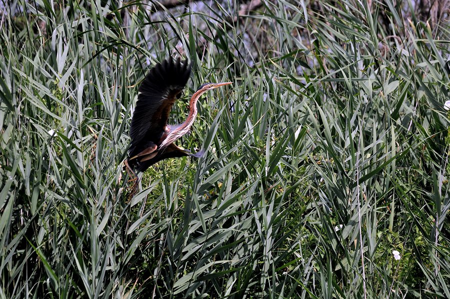 S''aggirano per il canneto